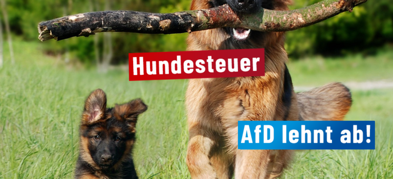 Stadtrat stimmt für Erhöhung der Hundesteuer.